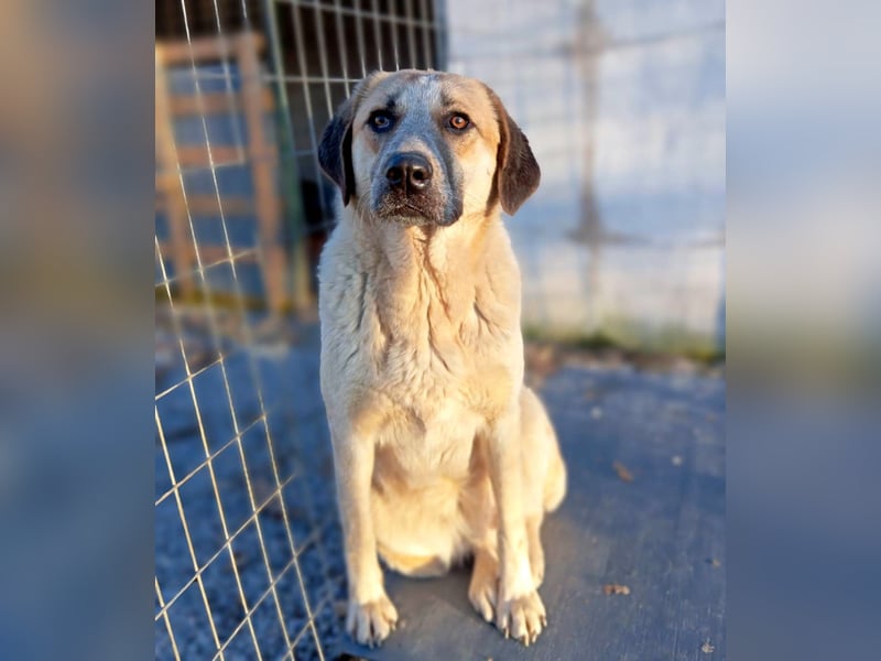 Kimberley - menschenverliebt und sehr ausgeglichen