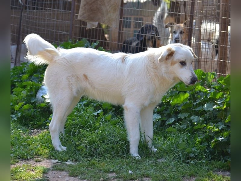 Chalvas - freundlich, sozial und "richtig viel Hund" zum Kuscheln
