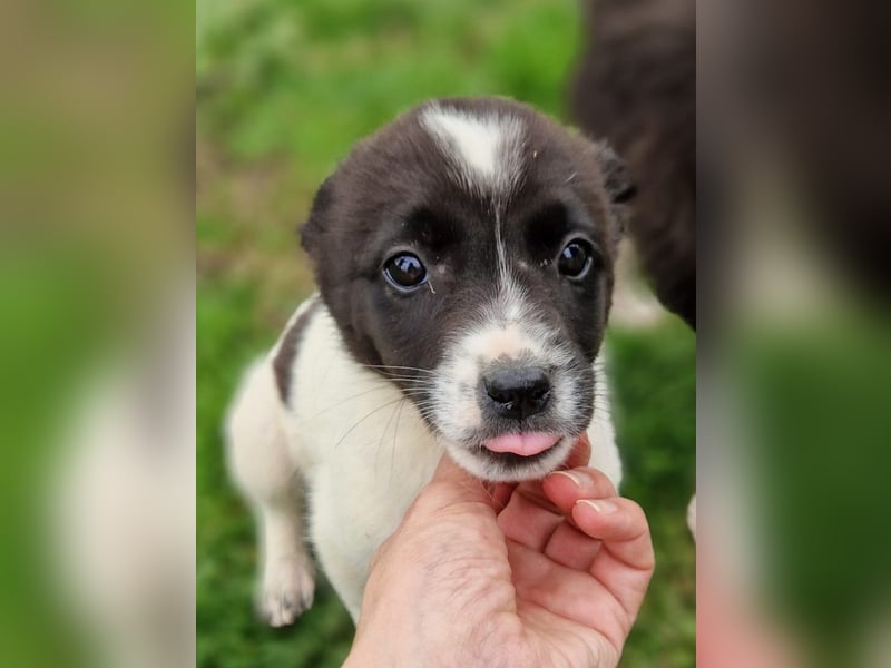 Dottie - eines unserer Regenbabys