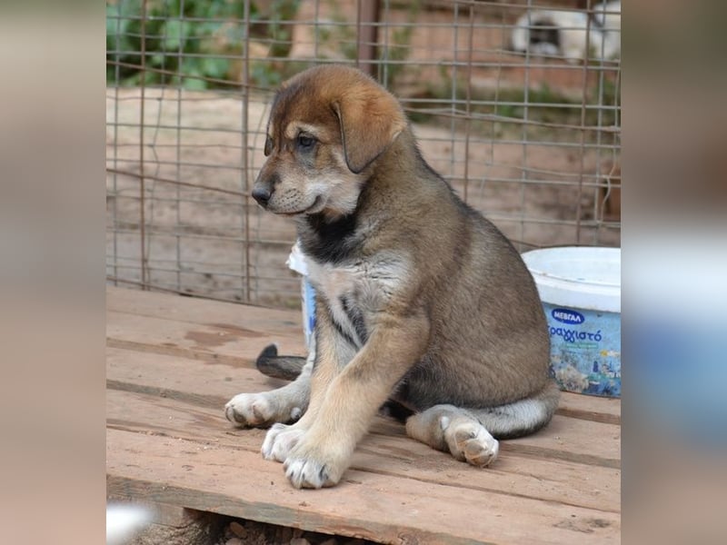 Brownie - ich bin einfach zum anknabbern!