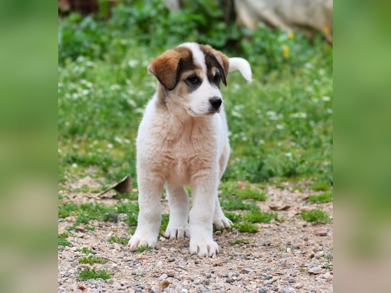 Mika - auf mich hast Du doch gewartet!?