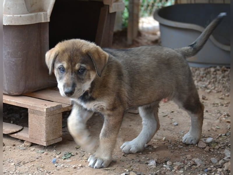 Brownie - ich bin einfach zum anknabbern!