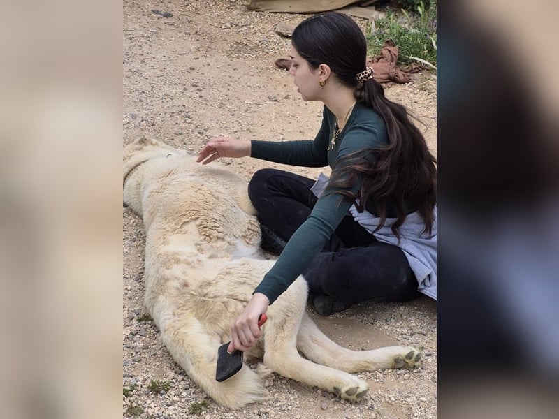 Ilias - ein Herzenshund im Eisbärpelz