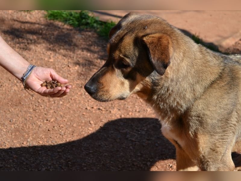 Alf - sanfter, lernwilliger Angsthase XXL