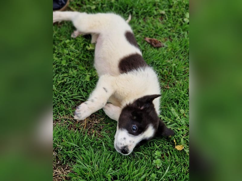 Dixie - eines unserer Regenbabys