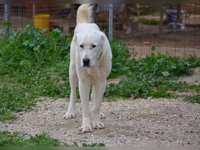 Ilias - ein Herzenshund im Eisbärpelz