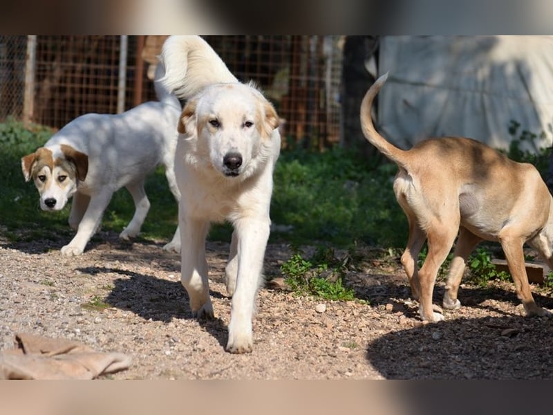 Chalvas - freundlich, sozial und "richtig viel Hund" zum Kuscheln