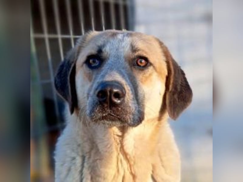 Kimberley - menschenverliebt und sehr ausgeglichen