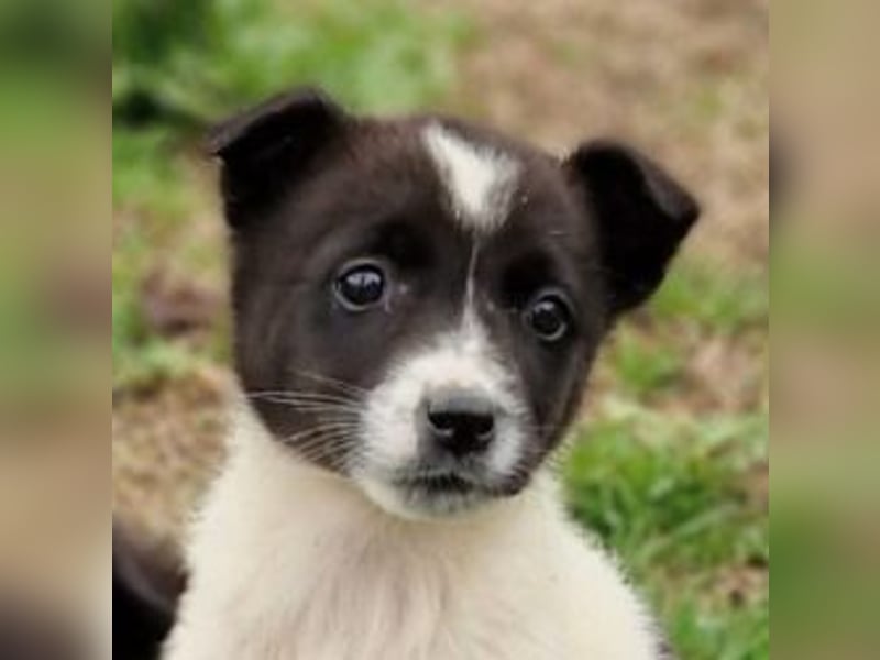 Dottie - eines unserer Regenbabys
