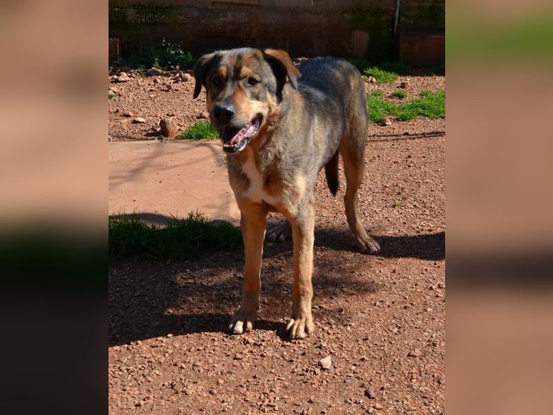 Alf - sanfter, lernwilliger Angsthase XXL