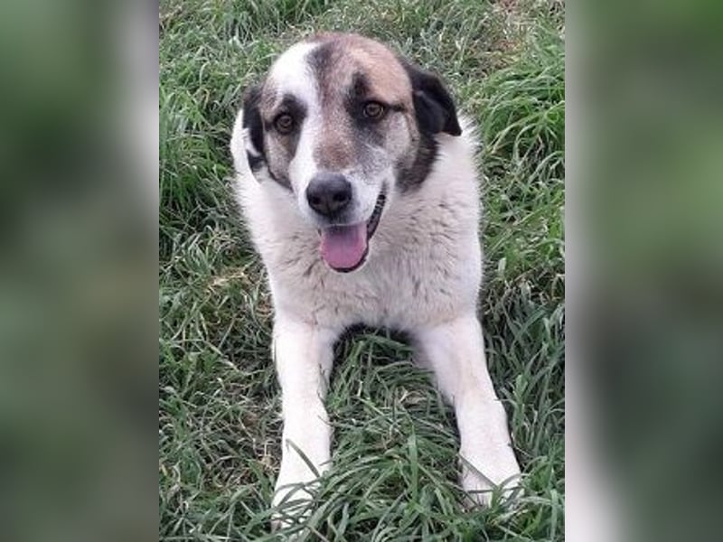 Charlot - Wunder gesucht!