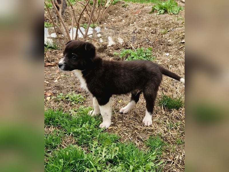 Duke PM - eines unserer Regenbabys