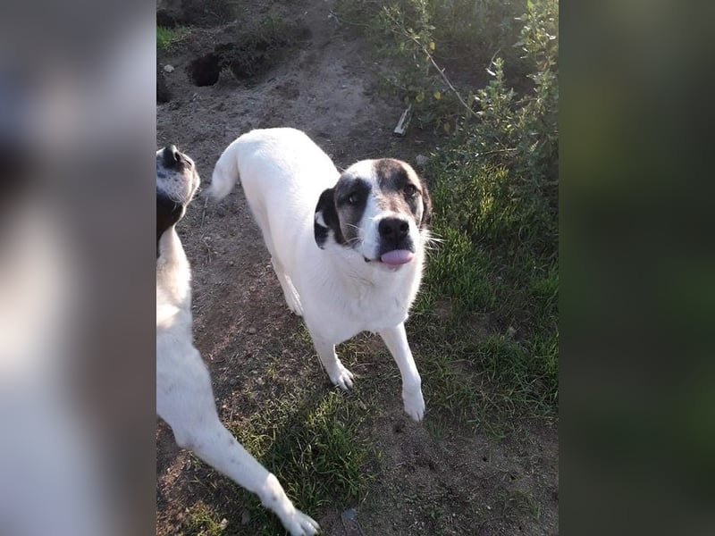 Charlot - Wunder gesucht!