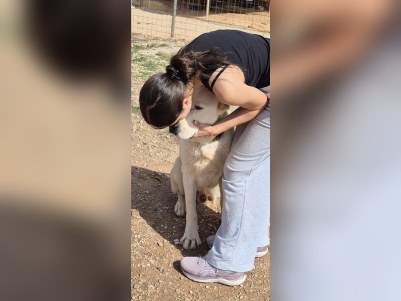 Ilias - ein Herzenshund im Eisbärpelz