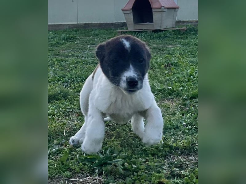 Dottie - eines unserer Regenbabys