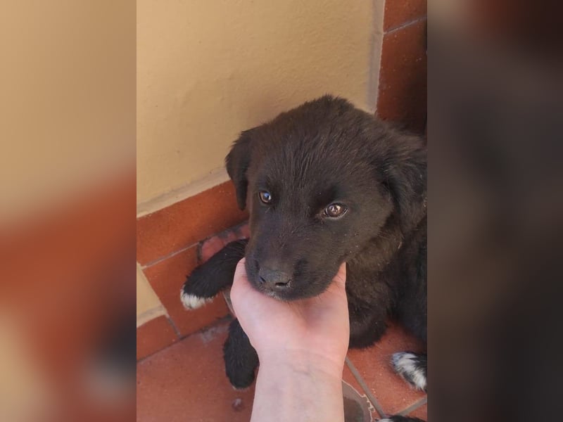 Pepper - süße, mutige Pepper