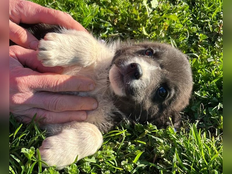 Duke PM - eines unserer Regenbabys