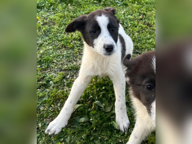 Dixie - eines unserer Regenbabys