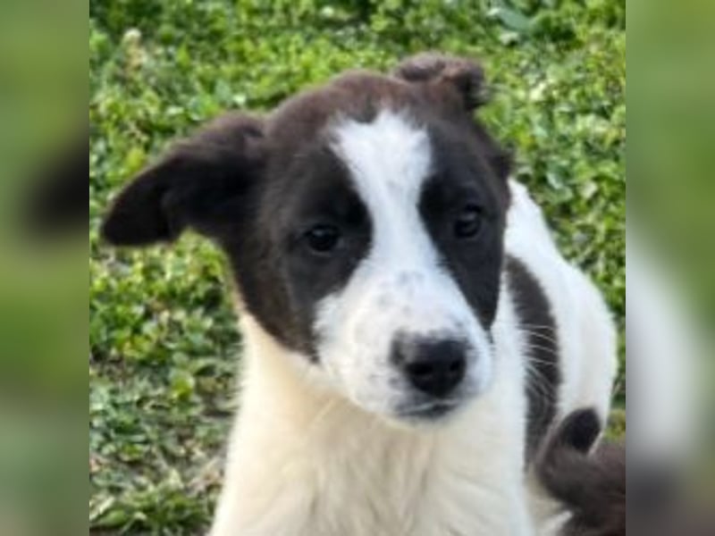 Dixie - eines unserer Regenbabys