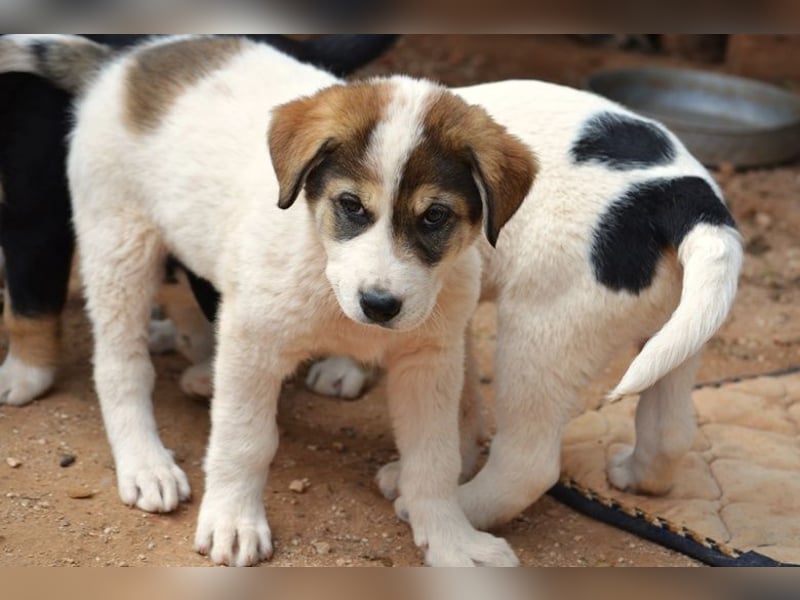 Mika - auf mich hast Du doch gewartet!?