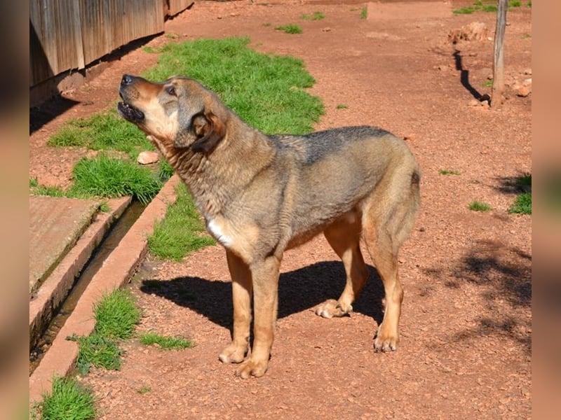 Alf - sanfter, lernwilliger Angsthase XXL