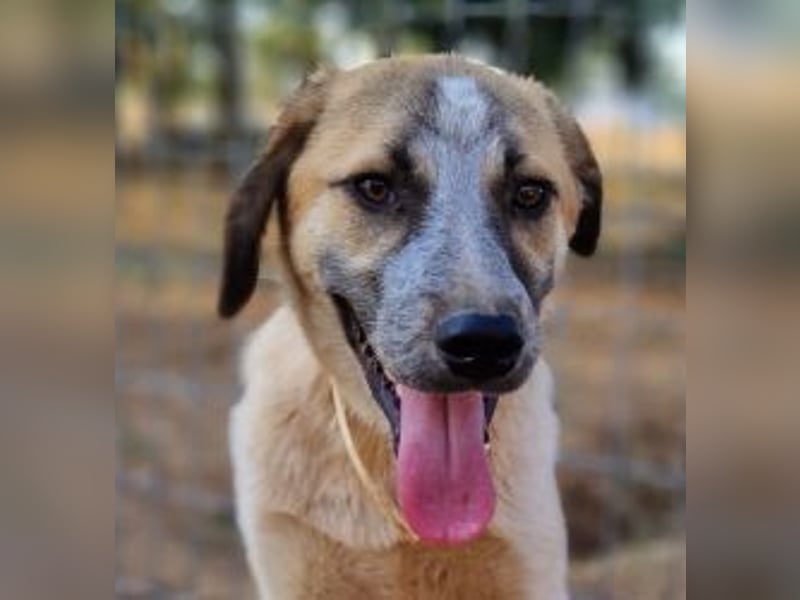 Kimberley - menschenverliebt und sehr ausgeglichen