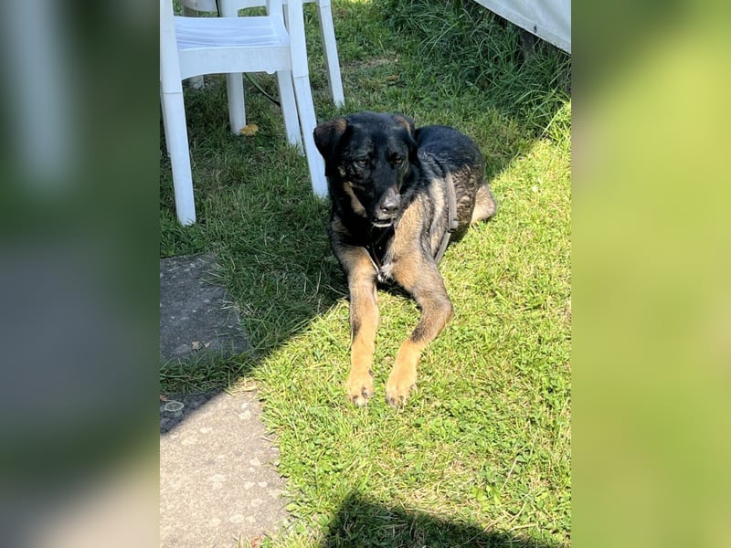 Scooby - er ist einfach verliebenswert. Er lebt, weil seine Mama gerettet wurde.