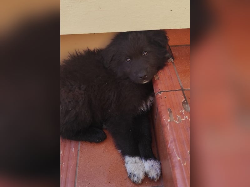 Mint - vom ängstlichen Fundhund zum zauberhaften Begleiter