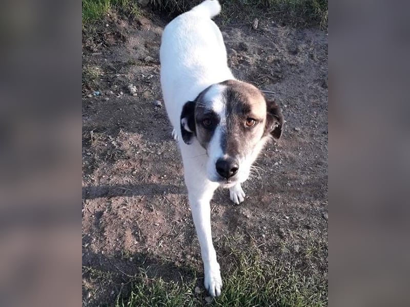 Charlot - Wunder gesucht!