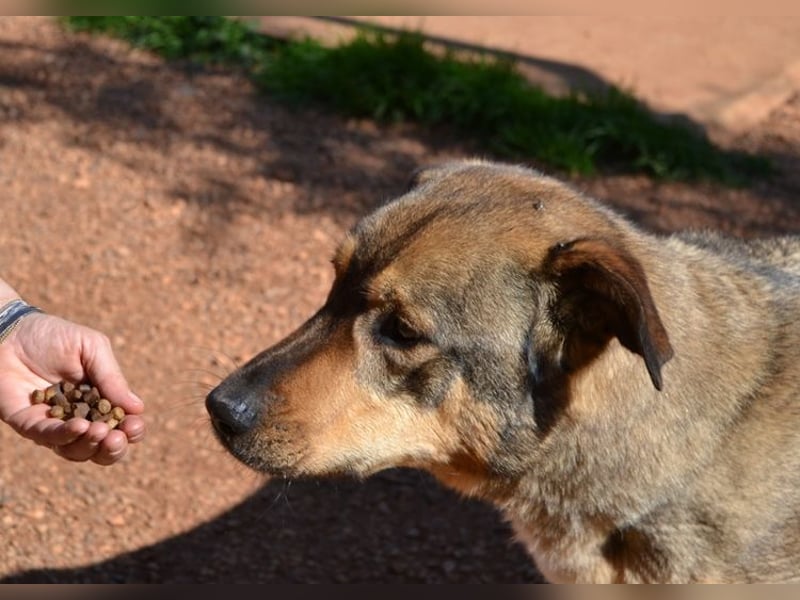 Alf - sanfter, lernwilliger Angsthase XXL