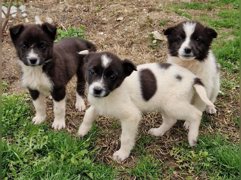 Dottie - eines unserer Regenbabys