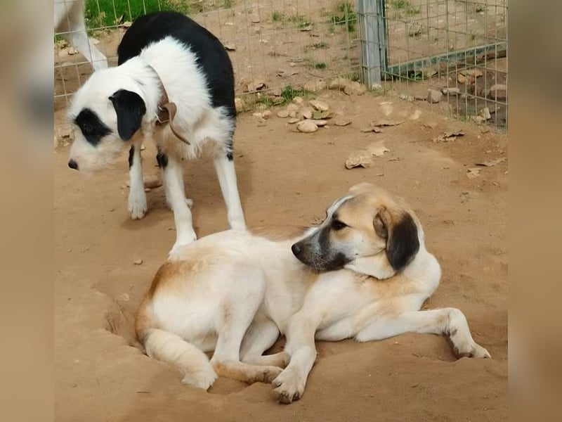Kimberley - menschenverliebt und sehr ausgeglichen