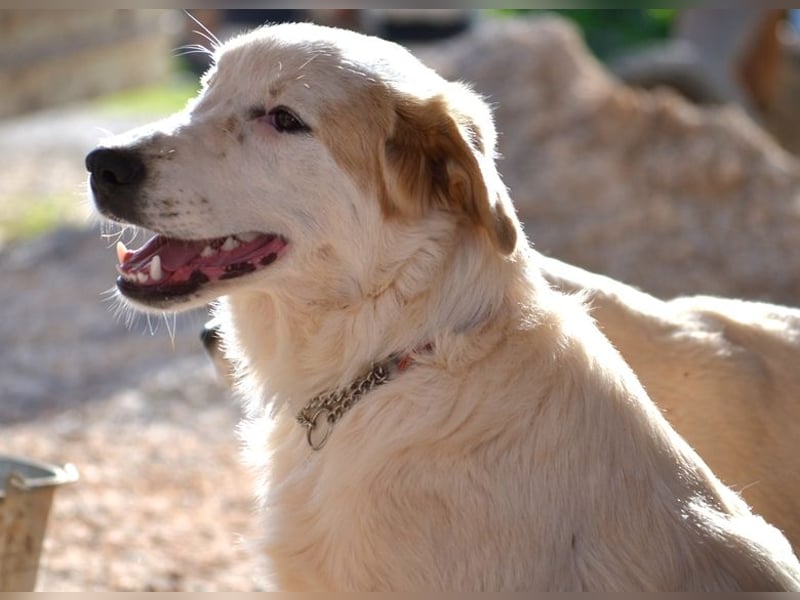 Chalvas - freundlich, sozial und "richtig viel Hund" zum Kuscheln