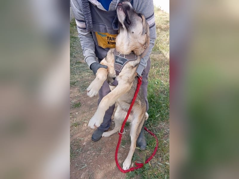 Roben P - ruhiges, ausgeglichenes Bärchen