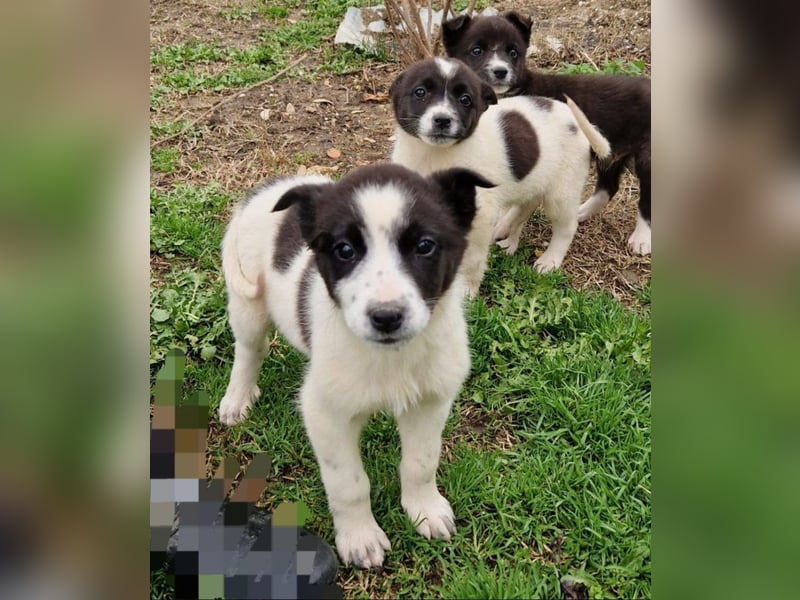 Dixie - eines unserer Regenbabys