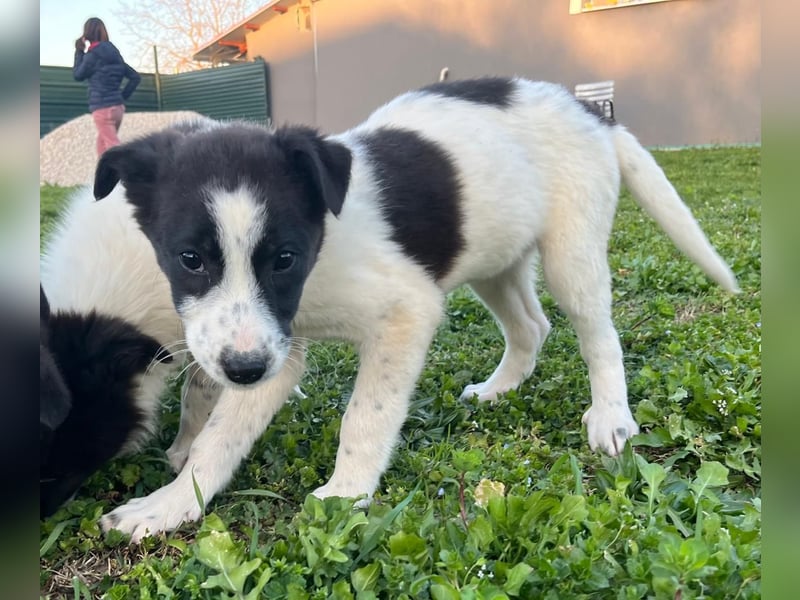 Dixie - eines unserer Regenbabys