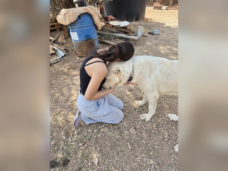 Ilias - ein Herzenshund im Eisbärpelz