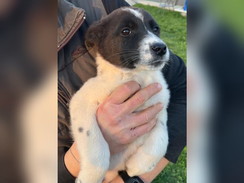 Dottie - eines unserer Regenbabys