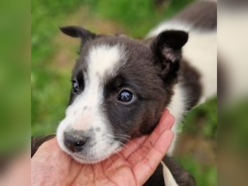 Dixie - eines unserer Regenbabys