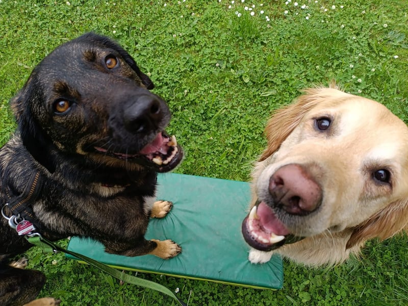 Scooby - er ist einfach verliebenswert. Er lebt, weil seine Mama gerettet wurde.