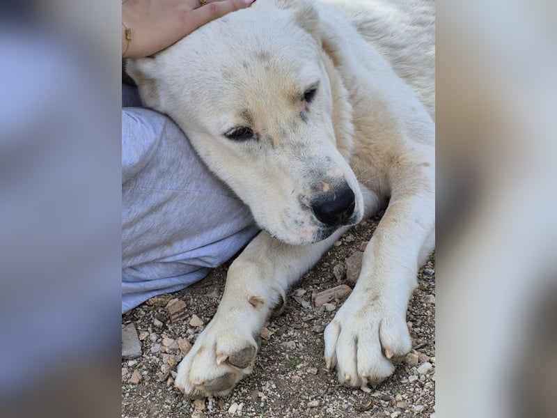 Ilias - ein Herzenshund im Eisbärpelz