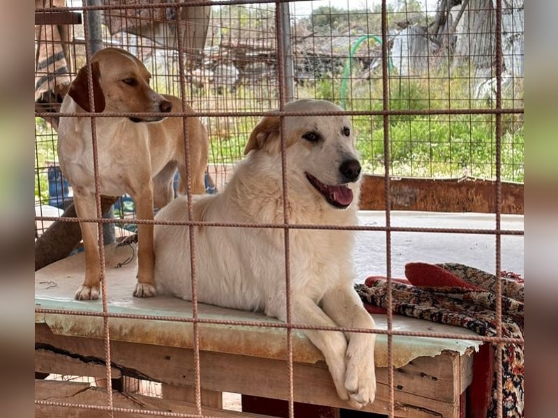 Chalvas - freundlich, sozial und "richtig viel Hund" zum Kuscheln