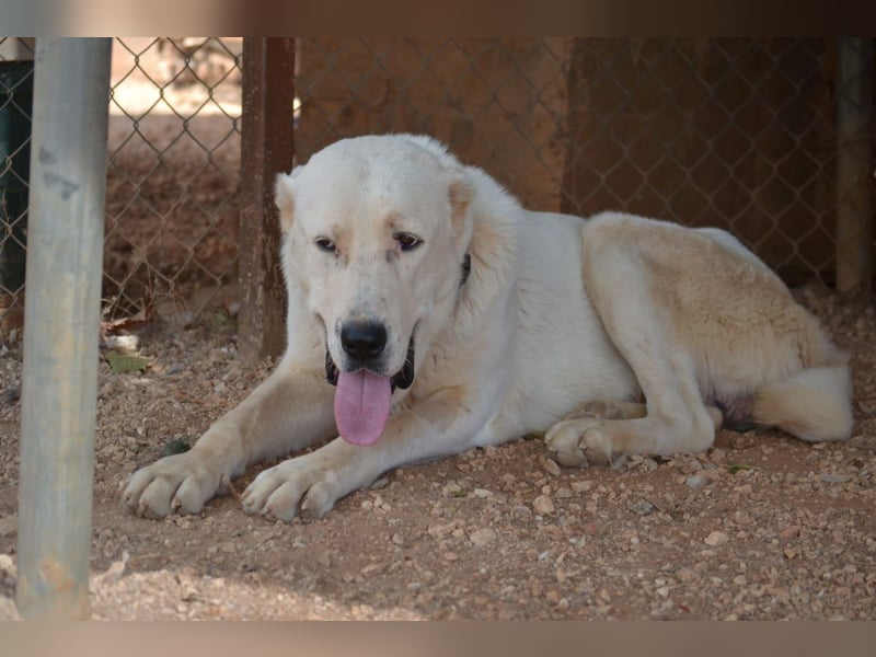 Ilias - ein Herzenshund im Eisbärpelz