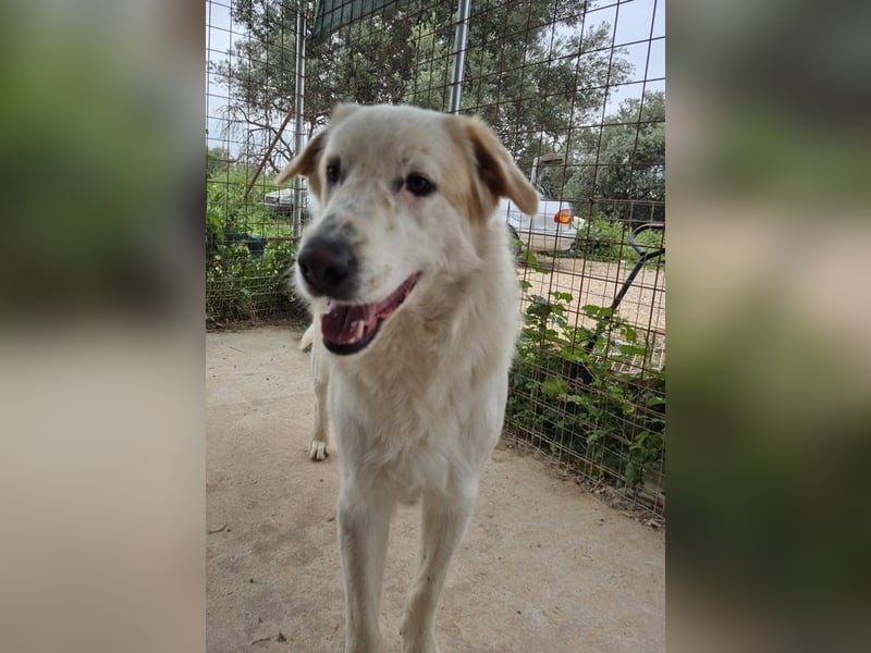 Chalvas - freundlich, sozial und "richtig viel Hund" zum Kuscheln