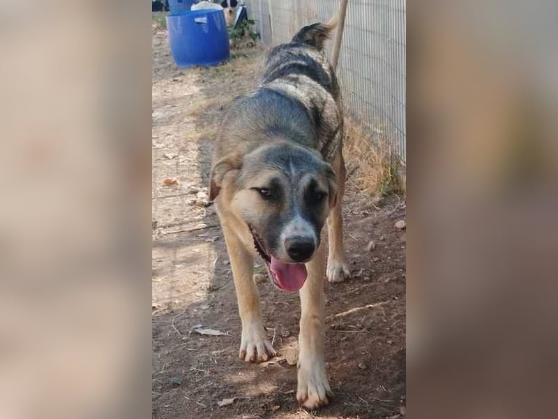 Roben P - ruhiges, ausgeglichenes Bärchen