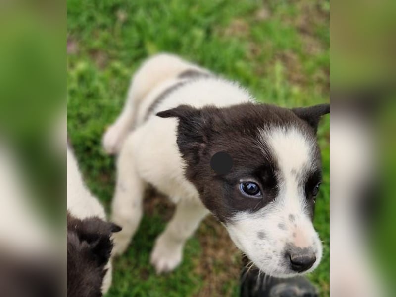 Dixie - eines unserer Regenbabys