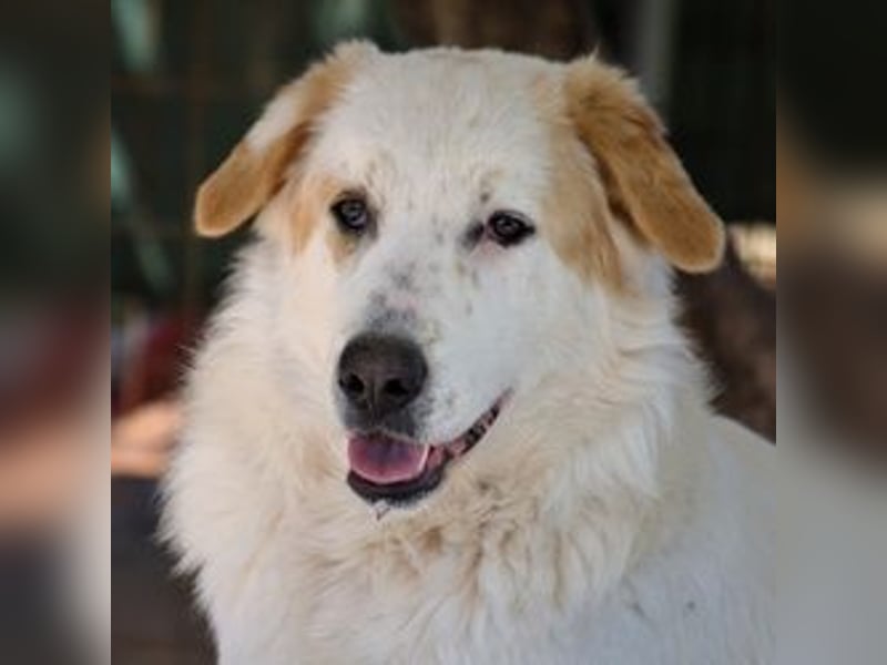 Chalvas - freundlich, sozial und "richtig viel Hund" zum Kuscheln