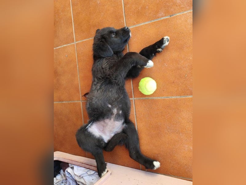 Pepper - süße, mutige Pepper