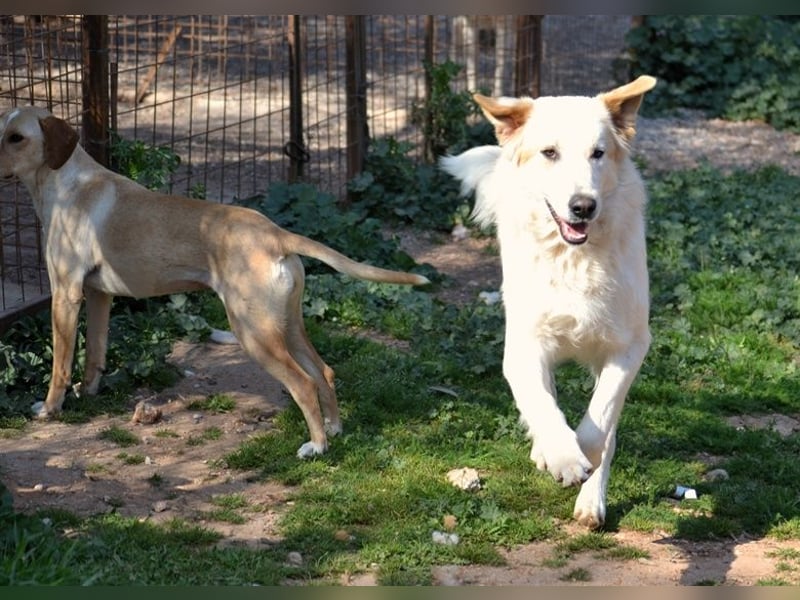 Chalvas - freundlich, sozial und "richtig viel Hund" zum Kuscheln