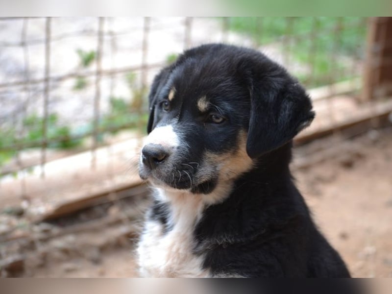 Lucky Luke - wo mag mein Weg mich hinführen? Zu Dir?